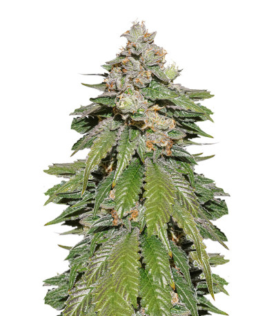 Семена сорта Auto Mokum's Tulip fem (Dutch Passion)