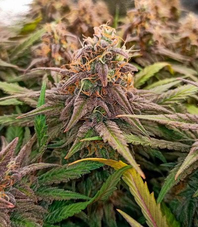 Семена сорта Runtz Punch fem (Herbies Seeds)