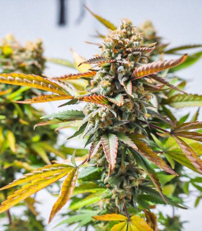 Семена сорта Strawberry Chemdawg OG fem (Dutch Passion)