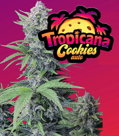 Семена сорта Tropicana Cookies Auto fem (FastBuds)