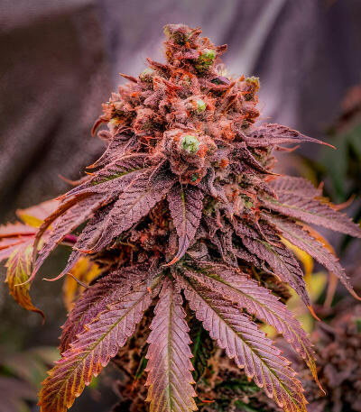 Семена сорта 50 Dragons fem (UKHTA)