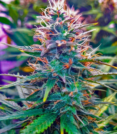 Семена сорта Also Know 47 Autoflower fem (Seedkeepers)