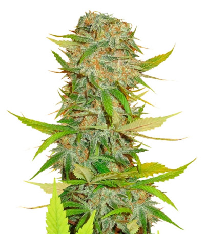 Семена сорта Aurora Indica regular (Nirvana Seeds)