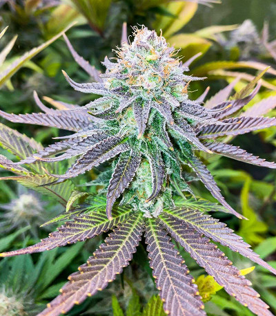 Семена сорта Punch Cookies fem (AlphaFem Seeds)