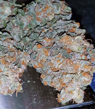 Семена сорта Goldmine fem (Heavyweight Seeds)