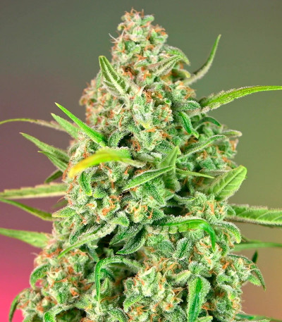 Семена сорта Jealousy Z XL Auto fem (Sweet Seeds)