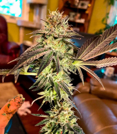 Семена сорта Miracle Alien Cookies fem (7CH American)