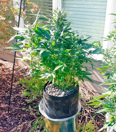 Семена сорта Sour Diesel Auto fem (Humboldt Seeds)