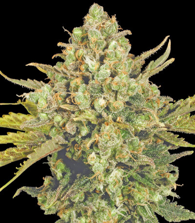 Семена сорта Warlock fem (Serious Seeds)