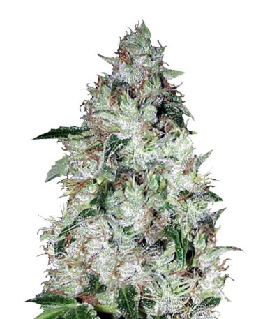 Семена сорта Auto OG Kush fem (Bulk Seed Bank)