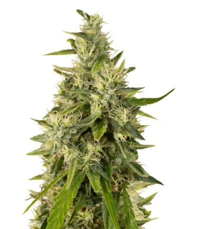 Семена сорта Trainwreck fem (Humboldt Seeds)