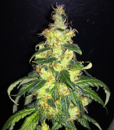 Семена сорта Blue Gelato 41 (Barney's Farm)