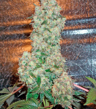 Семена сорта Bubba Kush reg (Humboldt Seeds)