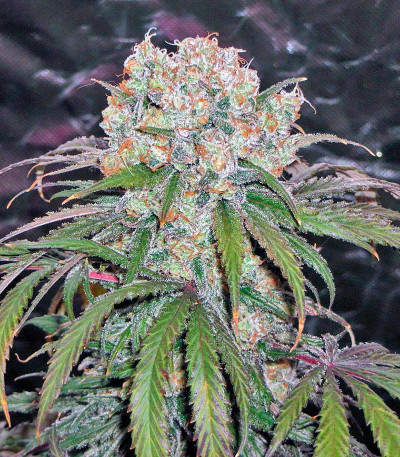 Семена сорта Hindu Kush (Kaya Gold) fem (Nirvana Seeds)