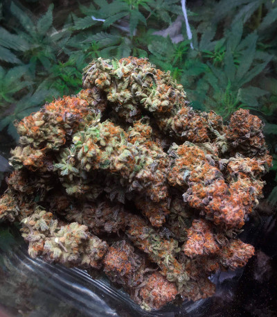 Семена сорта Runtz Punch fem (Herbies Seeds)