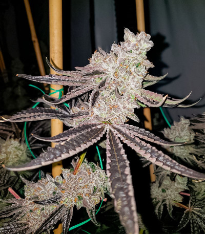 Семена сорта Apple Fritter Fast Version fem (7CH American)