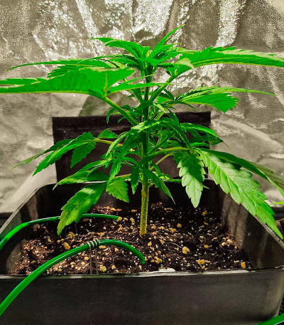 Семена сорта Auto Chocolate Kush fem (00 Seeds)