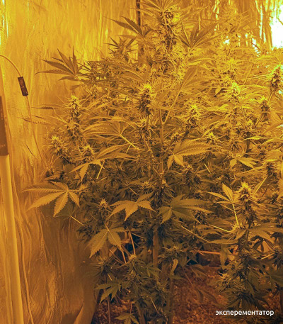 Семена сорта Fruit Punch Auto fem (Heavyweight Seeds)