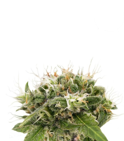 Семена сорта Original Strawberry Cough fem (Dinafem Seeds)