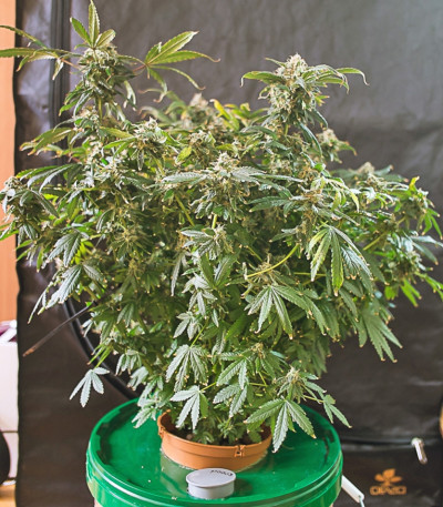 Сорт конопли Outlaw 