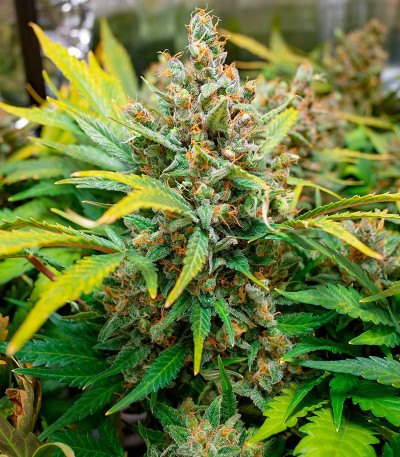 Семена сорта CBD Apple Betty Auto fem (Herbies Seeds)