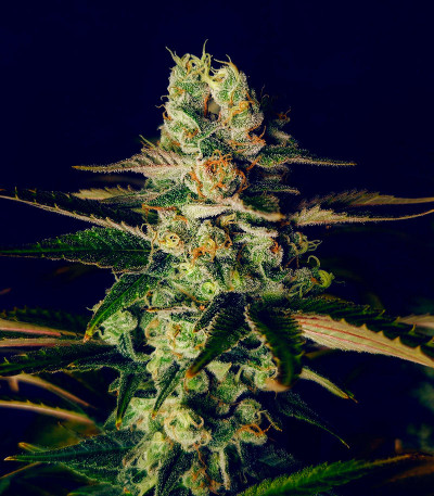 Семена сорта Godzilla Original Glue GG#4 fem (Herbies Seeds)