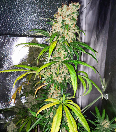 Семена сорта Master kush fem (Dutch Passion)