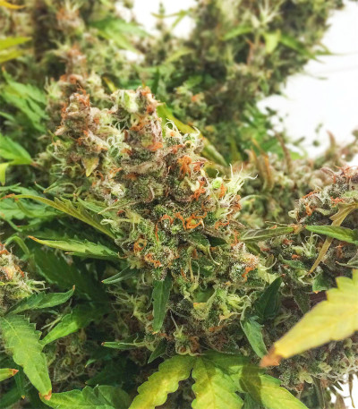 Семена сорта Sweet Tooth Auto fem (Barney's Farm)