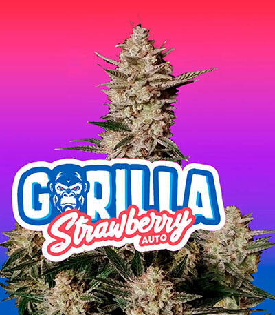 Семена сорта Strawberry Gorilla Auto fem (FastBuds)