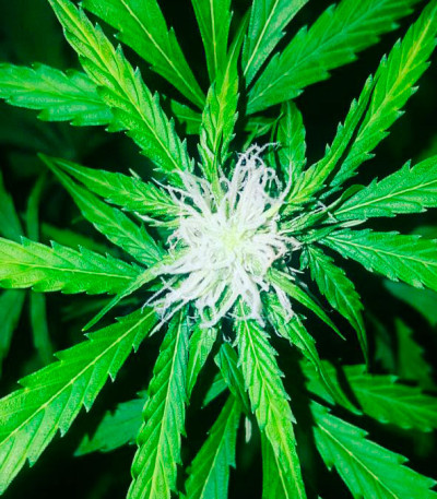 Семена сорта White Widow Auto Fem (Vision Seeds)