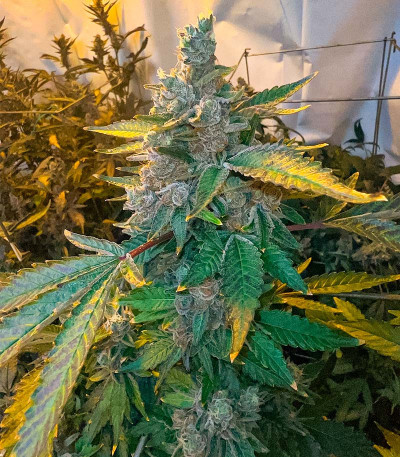 Семена сорта Apple Fritter Fast Version fem (7CH American)