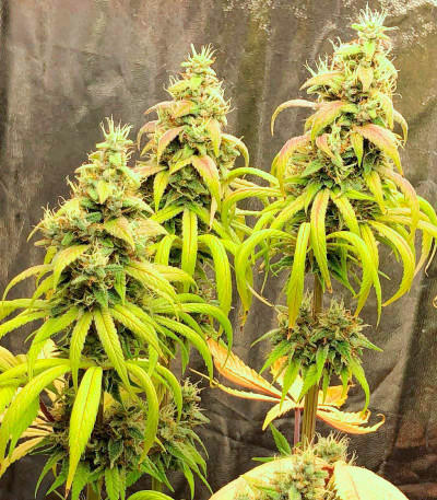 Семена сорта Gushers fem (7CH Seeds & Advanced Seeds)