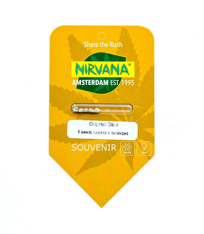 Семена сорта Original Glue Auto fem (Nirvana Seeds)