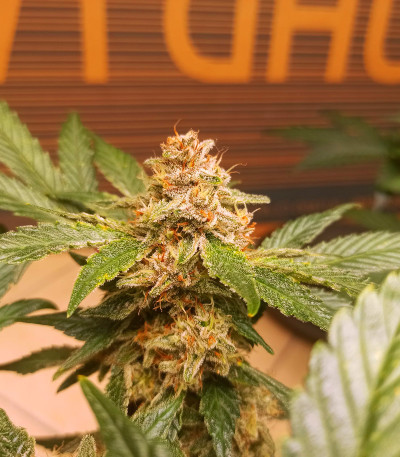 Семена сорта Purple Punch Auto fem (FastBuds)