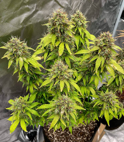 Семена сорта Siberian Sunset Auto fem (Семяныч)