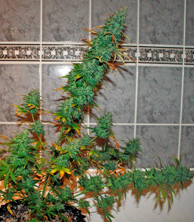 Семена сорта UK Cheese Auto fem (Humboldt Seeds)