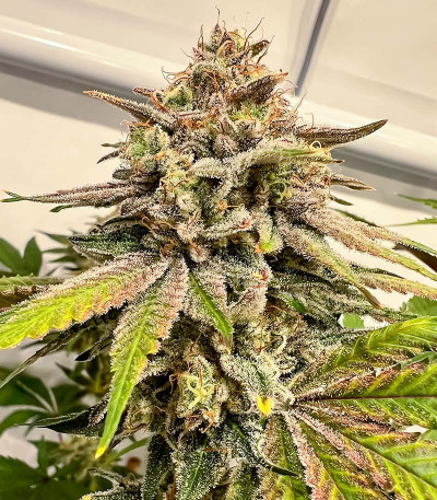 Семена сорта Persian Pie fem (Green House Seeds)