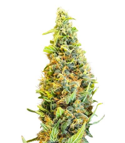 Семена сорта Bruce Banner Fast Version fem (Семяныч)