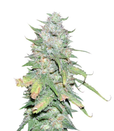 Семена сорта Afghan Kush X Yumbolt fem (World of Seeds)