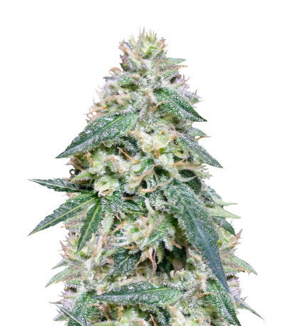 Семена сорта Bona Dea CBD+ fem (Vision Seeds)