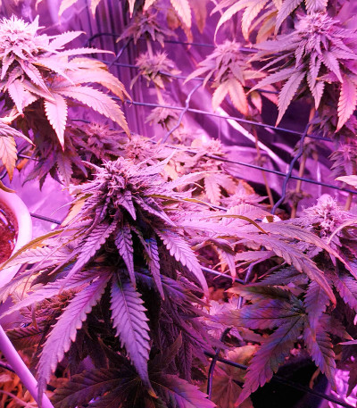 Семена сорта Gorilla Fast Version fem (Семяныч)