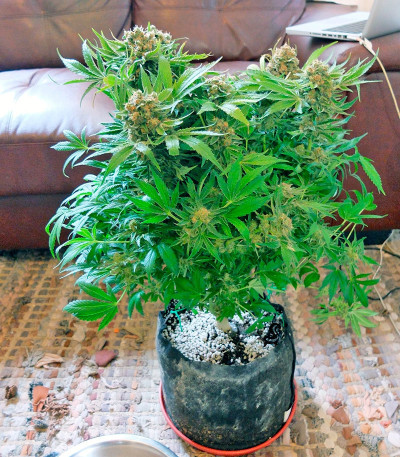 Семена сорта CBD Skunk Haze fem (Dutch Passion)