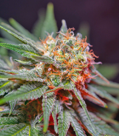 Семена сорта Killer Kush F1 Fast Version fem (Sweet Seeds)