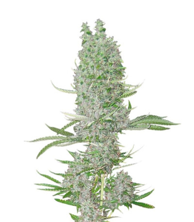 Семена Amnesia XXL Autoflowering шишки