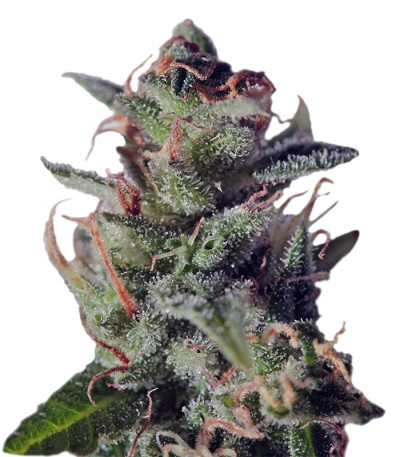 Семена сорта La Lybella fem