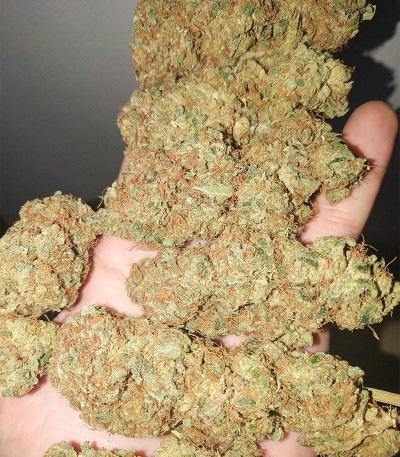 Семена сорта Gorilla Fast Version fem (Семяныч)