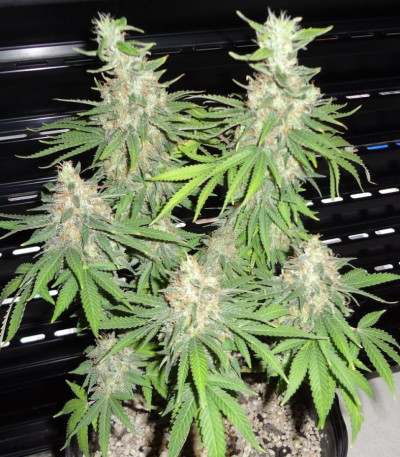 Семена сорта BubbleGummer fem (Female Seeds)