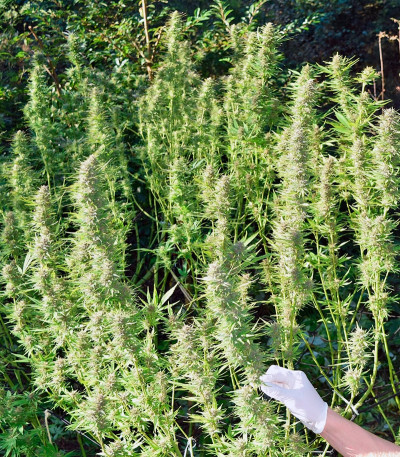 Семена сорта Frisian Dew fem