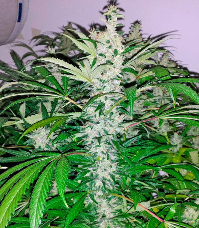 Семена сорта Kali Mist reg (Serious Seeds)