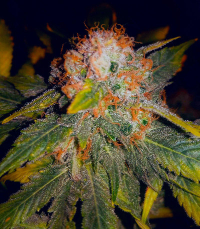 Семена конопли сорта Skunk Amsterdam